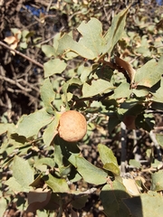 Atrusca brevipennata