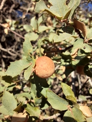 Atrusca brevipennata