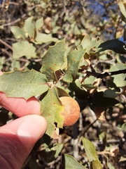 Atrusca brevipennata