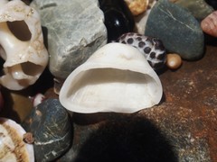 Striarca pisolina
