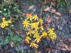 Packera coahuilensis