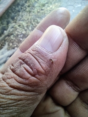 Simuliidae