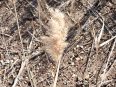 Phragmites australis