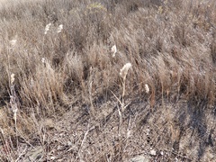 Phragmites australis