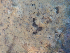 Lithophaga lithophaga