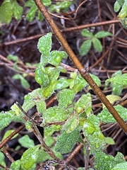 Cistus salviifolius