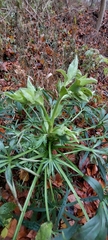 Helleborus foetidus