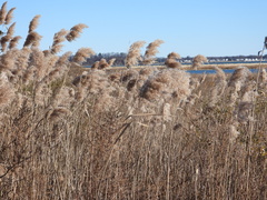 Phragmites australis