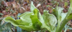 Helleborus foetidus