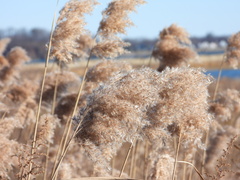 Phragmites australis