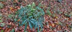 Helleborus foetidus