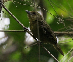 Thamnophilus atrinucha