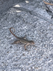 Leiocephalus carinatus