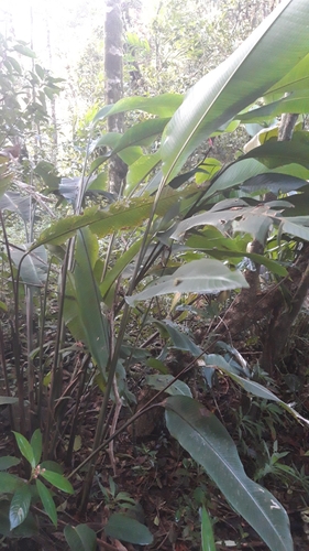 Image of Heliconia metallica by (c) keesgroenendijk, some rights reserved (CC BY)