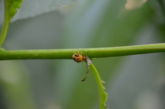 Supputius cincticeps