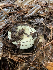 Russula basifurcata