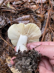 Russula basifurcata