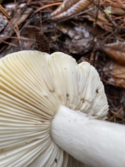Russula basifurcata