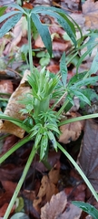 Helleborus foetidus