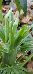 Helleborus foetidus