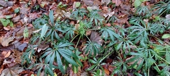 Helleborus foetidus