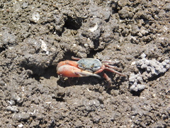 Leptuca uruguayensis