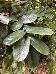 Ormosia arborea