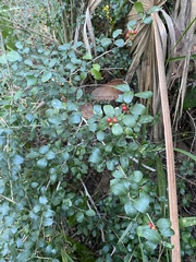 Ilex vomitoria image