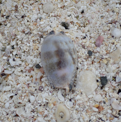 Pseudozonaria nigropunctata