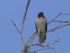 Buteo jamaicensis
