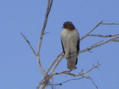 Buteo jamaicensis