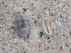 Pseudozonaria nigropunctata