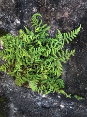 Pityrogramma chrysophylla gabrielae