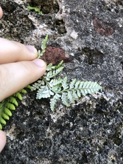 Pityrogramma chrysophylla gabrielae