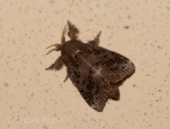 Euglyphis guttularis