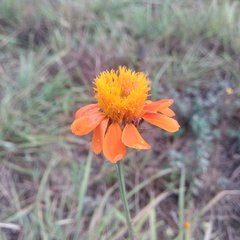 Adenophyllum aurantium