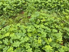 Oxalis pes-caprae