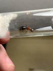 Camponotus hyatti