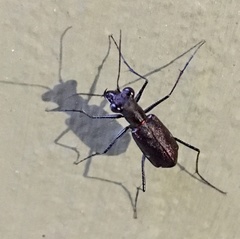 Odontocheila chrysis