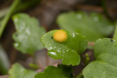 Puccinia madritensis
