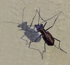 Odontocheila chrysis