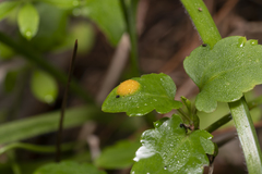 Puccinia madritensis