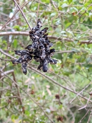 Megachile lucidiventris