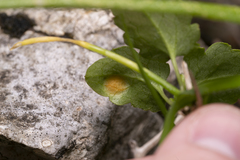 Puccinia madritensis