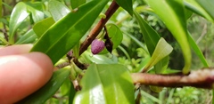 Myoporum acuminatum
