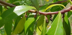 Myoporum acuminatum