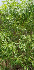 Myoporum acuminatum