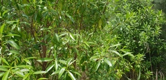 Myoporum acuminatum