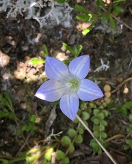 Wahlenbergia pygmaea