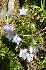 Wahlenbergia pygmaea